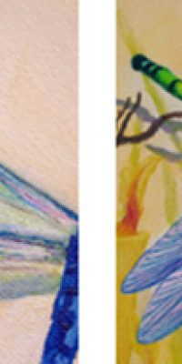 2016 Meadow 60x80 cm 012