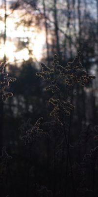 photography polish nature 01f