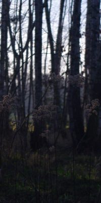 photography polish nature 01e