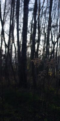 photography polish nature 01d