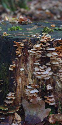 photography fungi 01k