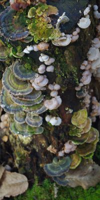 photography fungi 01j