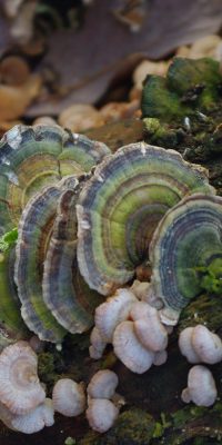 photography fungi 01i