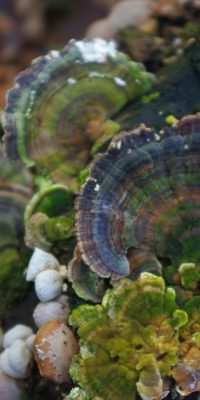 photography fungi 01h