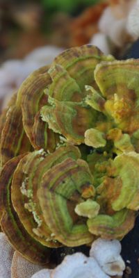 photography fungi 01g