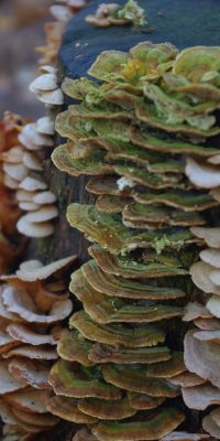 photography fungi 01f