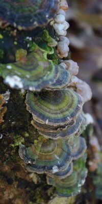 photography fungi 01e