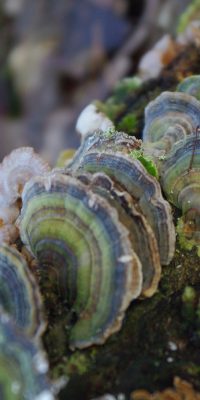 photography fungi 01c