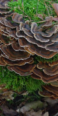 photography fungi 01d