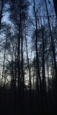 photography polish nature 01a