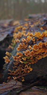 photography fungi 01b