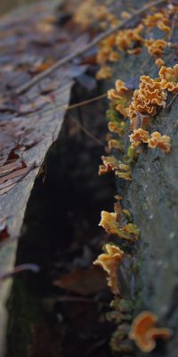 photography fungi 01a